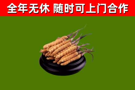 贵德烟酒回收冬虫夏草.jpg
